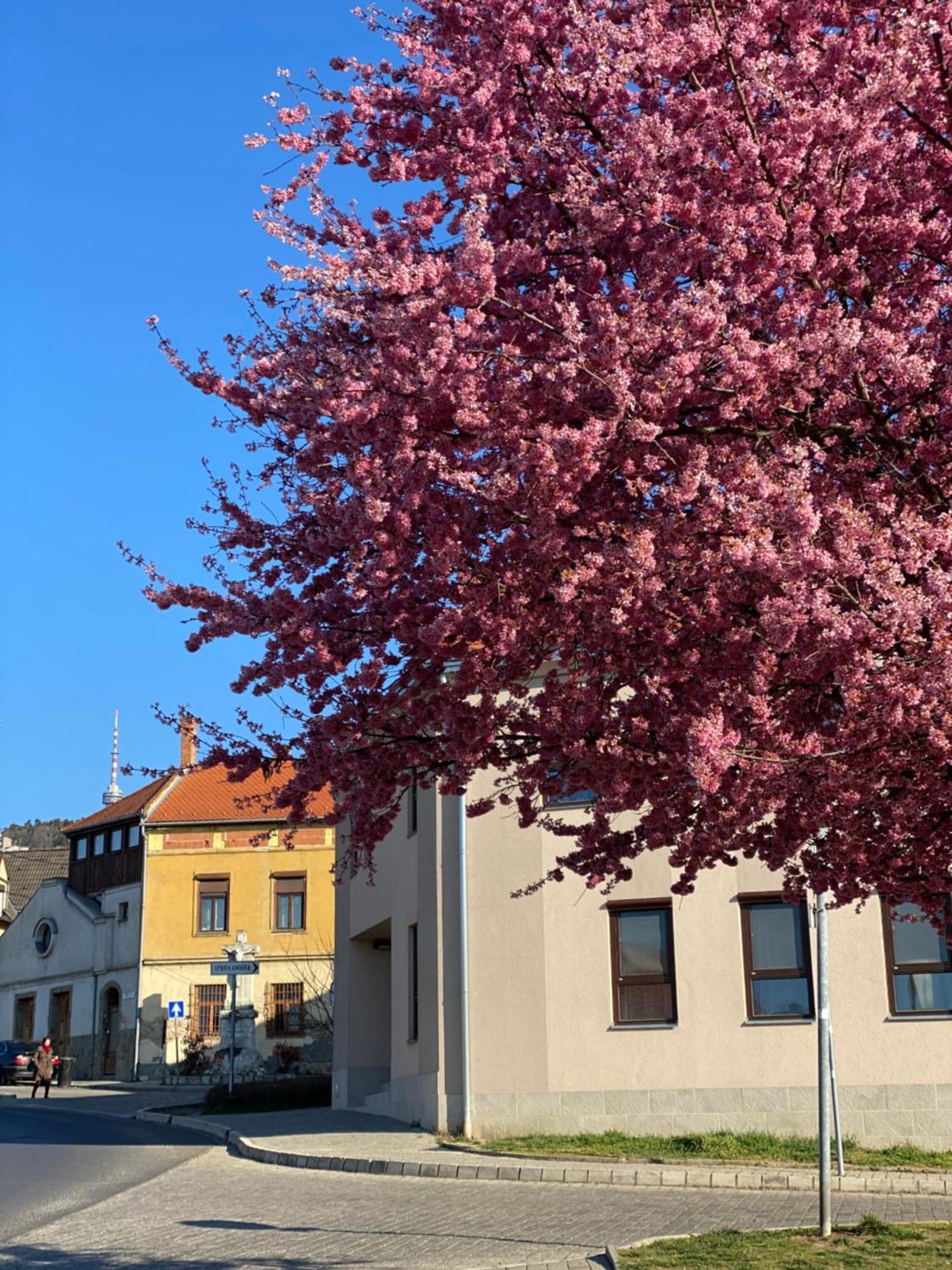M18 - Csak Egy Lepes A Toertenelmi Belvaros - Free Parking Pécs Exterior foto